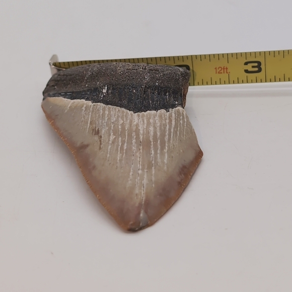 Real Otodus Megalodon Fossilized Shark Tooth 3 In Beautiful Colors - Picture 3 of 11